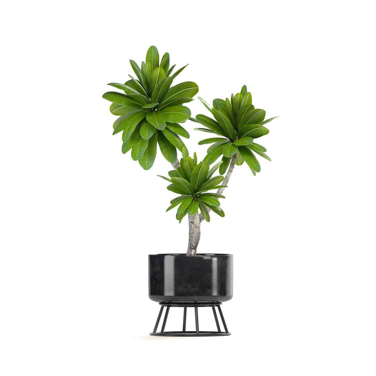 https://www.giardino.toscana.it/wp-content/uploads/2018/09/product_08.jpg