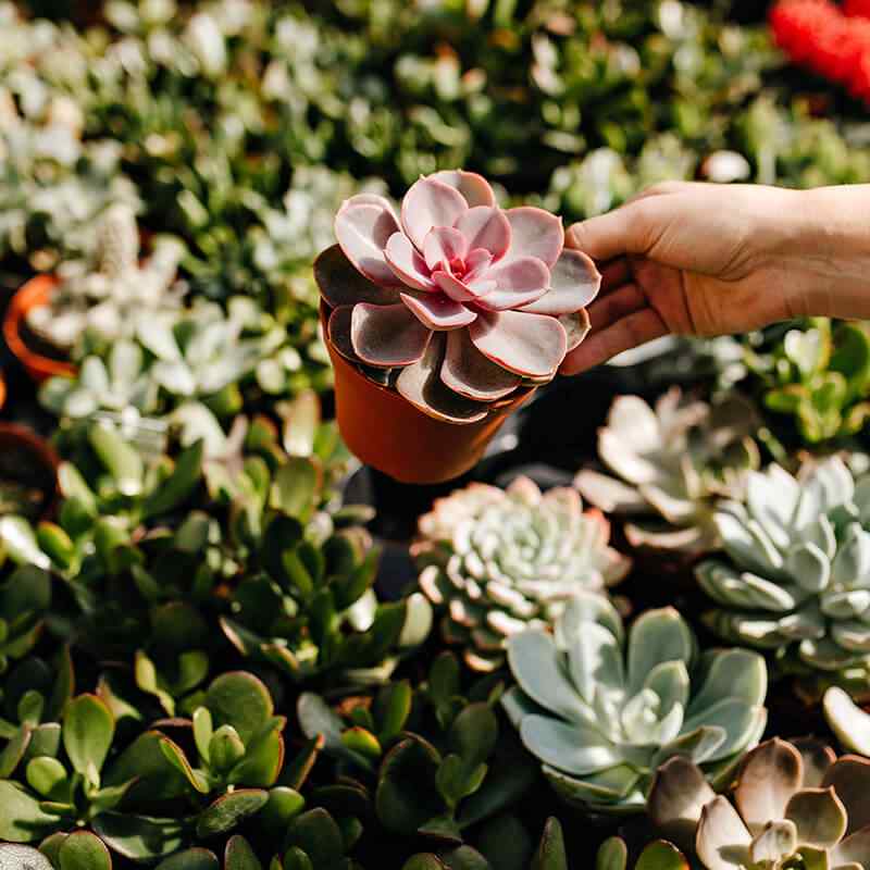 https://www.giardino.toscana.it/wp-content/uploads/2019/09/card_22.jpg