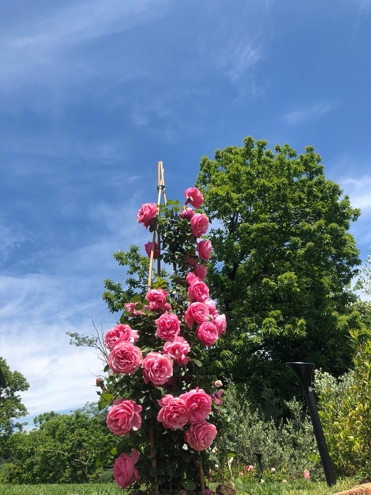 https://www.giardino.toscana.it/wp-content/uploads/2025/09/IMG-20210627-WA0007.jpg