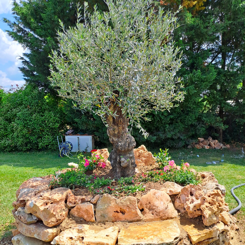 https://www.giardino.toscana.it/wp-content/uploads/2025/09/Realizzazione-Aiuola-con-olivo-in-un-agriturismo-a-S.-Miniato.png