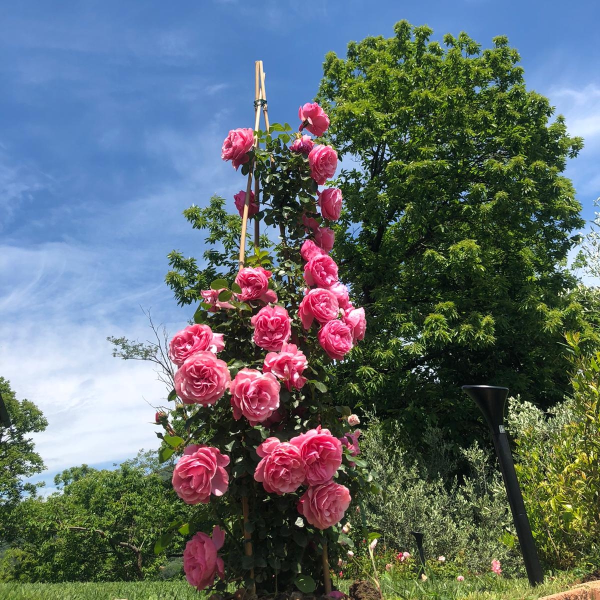 realizzazione giardini Toscana